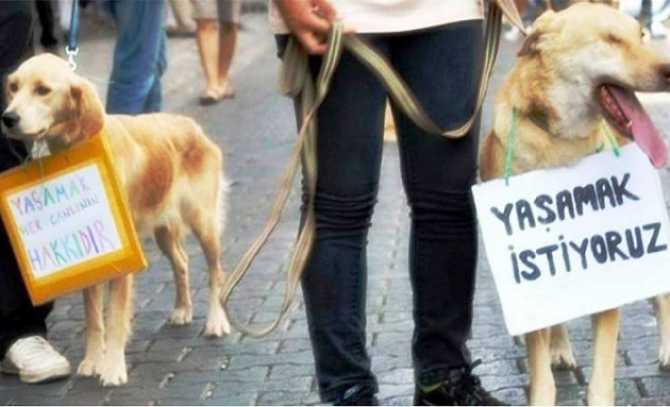 Hele şükür.. Ankara'da sokak Köpeklerini zehirleyen vicdansızlara 10 yıl Hapis cezası 