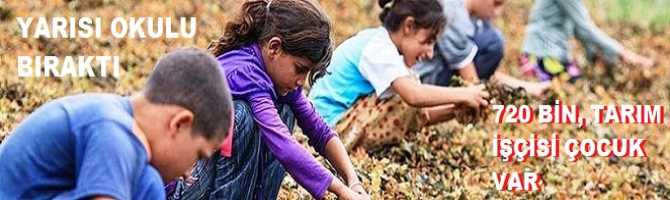 İŞTE TÜRKİYE'DE ACI GERÇEK .. 720 Bin Tarım işçisi çocuk var.. Bunların yarısı Okulu tamamen terk etti