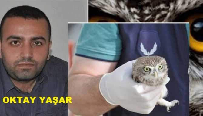 Twitter'in iftira ve çamur kaynağı Ankara Baykuşu, pardon Ankara kuşu tutuklandı.. Sıra Baykuşu öttürenlerde 